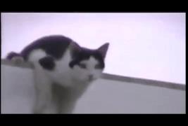 猫咪主动从高处跳下来不会受伤吗,猫咪从高处跳下来然后摔在了地上