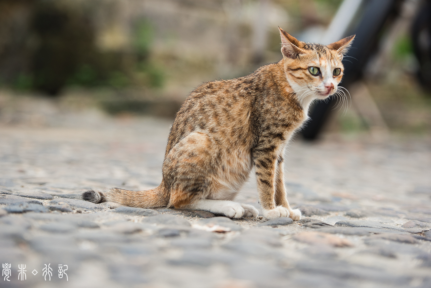 赤坎古镇，邂逅一段凄美的爱情传奇