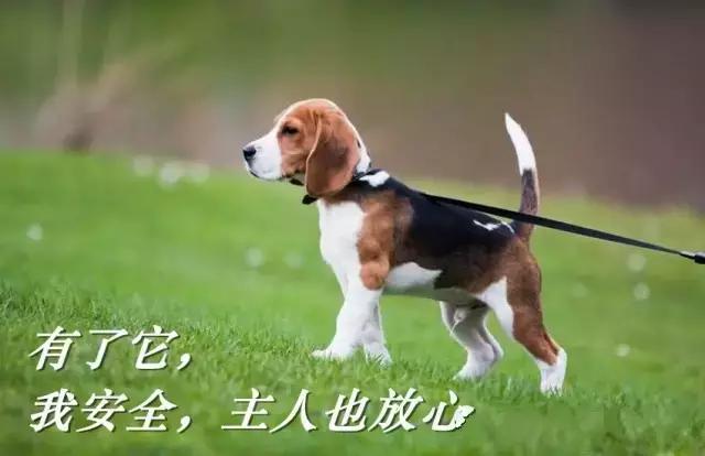 一条牵引绳引起的事故,一条牵引绳引发的事故