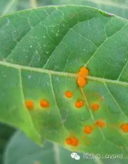 怎样防治月季虫害和病害,月季病害及防治药品清单