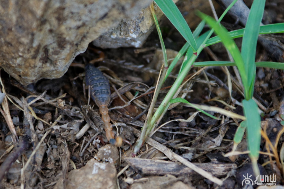 国家保护动物昆虫有哪些,十大保护动物昆虫