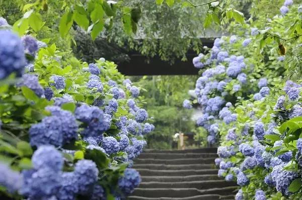 日本姑娘长什么样,想象中的日本是这样的吗