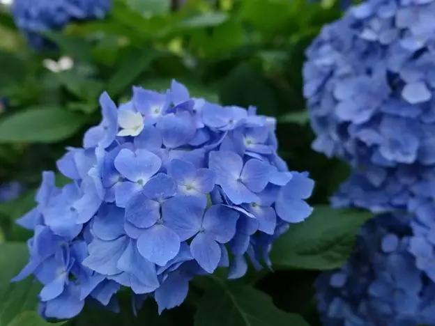 日本姑娘长什么样,想象中的日本是这样的吗