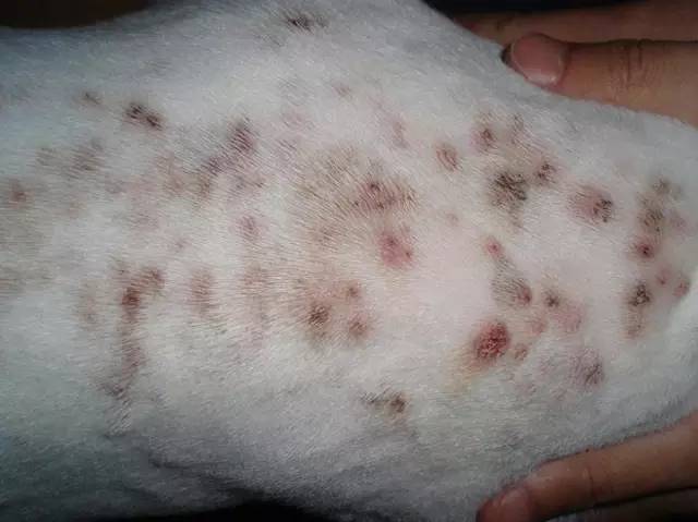 狗狗夏日皮肤护理：和皮屑、瘙痒、红疹说拜拜！狗大夫微课堂回顾