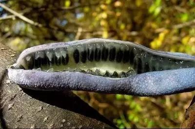 十大不敢吃的奇葩水果,史上最奇葩的六种水果