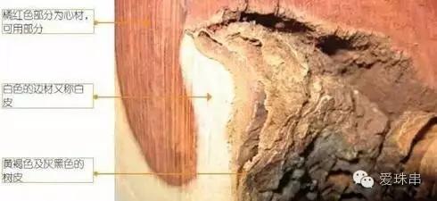 小叶紫檀原木图片,如何挑选小叶紫檀原木