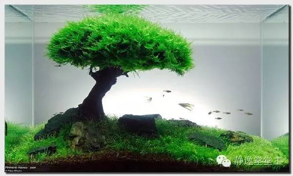 风水鱼得多大的鱼缸好呢,风水鱼该用哪种鱼缸