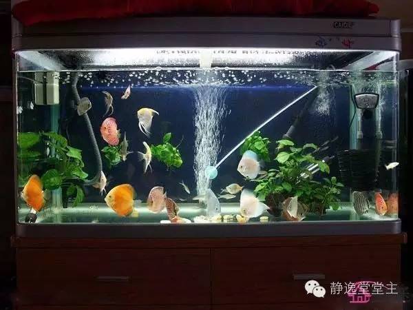 风水鱼得多大的鱼缸好呢,风水鱼该用哪种鱼缸