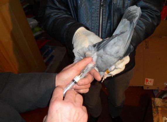 幼鸽一大一小怎么调养,圆环幼鸽怎么调养