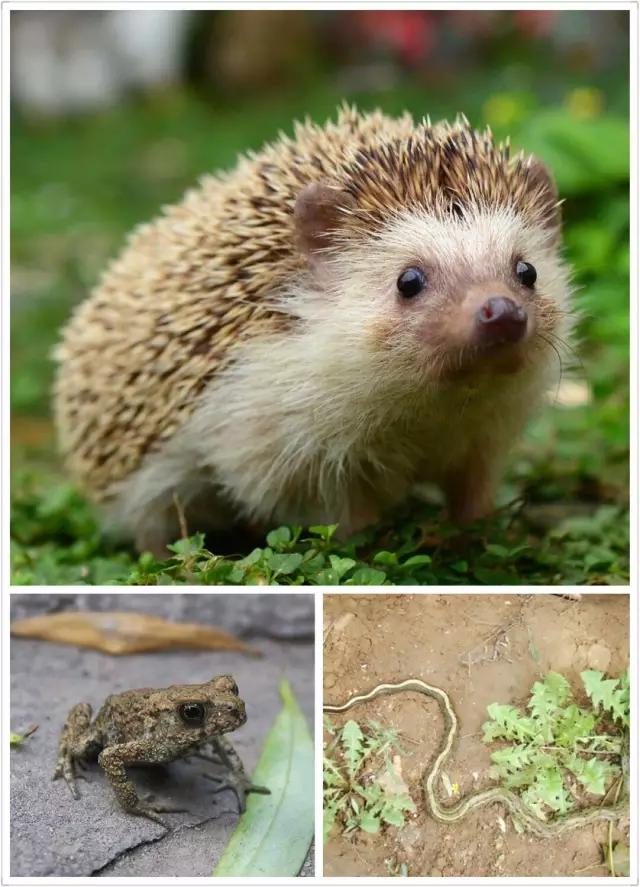 濮阳摸爬叉的地方,濮阳老城摸爬叉的地方