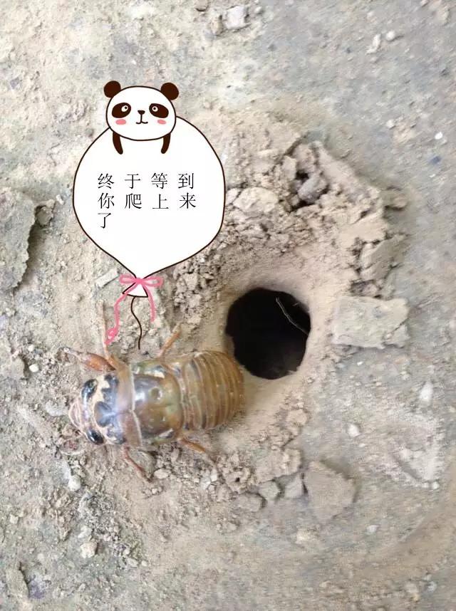 濮阳摸爬叉的地方,濮阳老城摸爬叉的地方