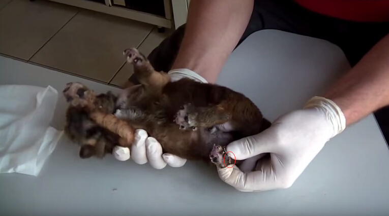 狗狗刚出生就被咬死,狗狗刚出生被轧死