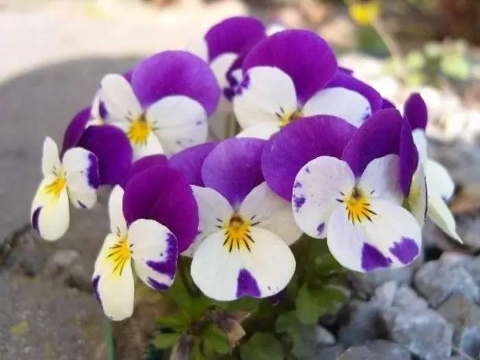 常见草本植物图片大全,十种罕见又美丽的植物图片