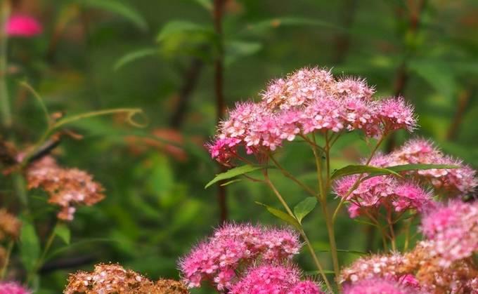 常见草本植物图片大全,十种罕见又美丽的植物图片
