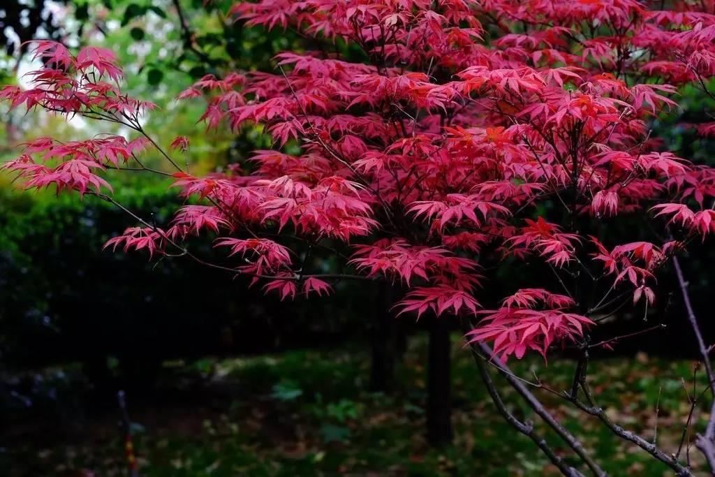 鸡爪槭和红枫长一样么,鸡爪槭和红枫长一样