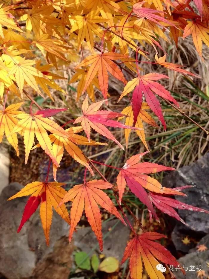 鸡爪槭和红枫长一样么,鸡爪槭和红枫长一样