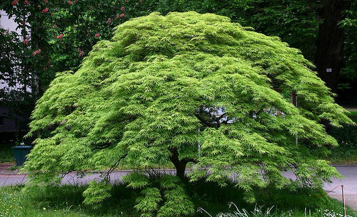 鸡爪槭和红枫长一样么,鸡爪槭和红枫长一样
