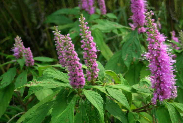 中暑的治疗口诀,老中医中暑了怎么办最快解决方法