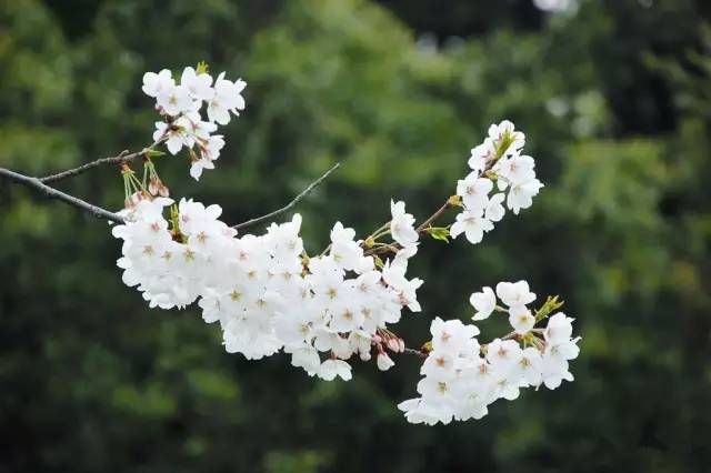 上海中山公园现在去免费吗,上海中山公园延长开放时间