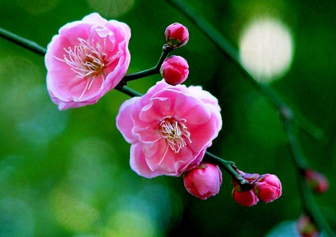 日本有樱花中国有什么花,日本有樱花还有什么花