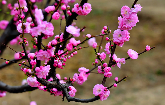 日本有樱花中国有什么花,日本有樱花还有什么花