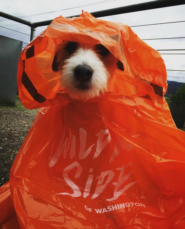 打个屁伞，真·青年就该披上雨衣起来嗨|潮物草坪