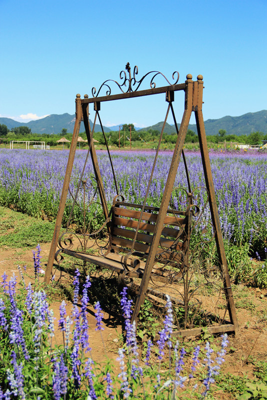 北京东方普罗旺斯薰衣草庄园,国外普罗旺斯薰衣草庄园夕阳