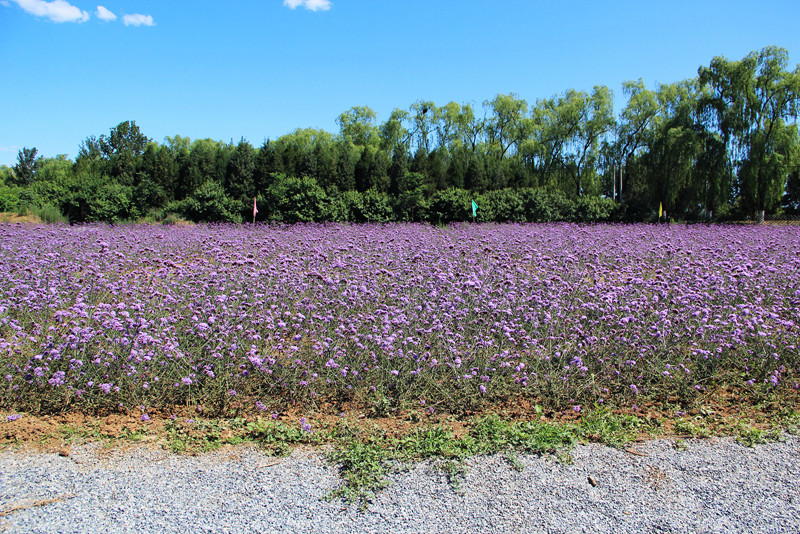 北京东方普罗旺斯薰衣草庄园,国外普罗旺斯薰衣草庄园夕阳