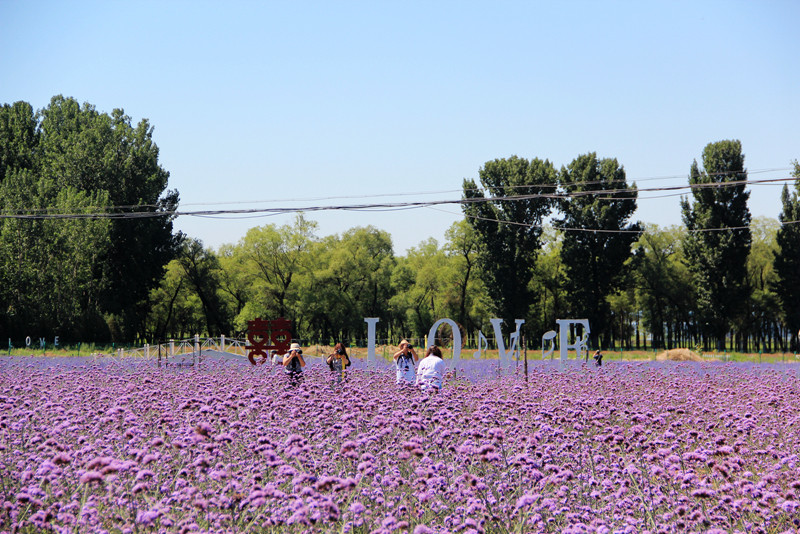 北京东方普罗旺斯薰衣草庄园,国外普罗旺斯薰衣草庄园夕阳
