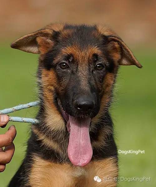 干将犬舍：魔力兹后代and皮诺后代