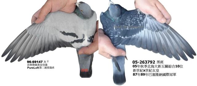 如何看信鸽好与差,信鸽翅膀怎样鉴别好坏