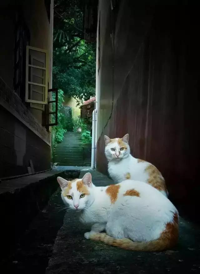 点赞他们的高光时刻,大家用手机拍出过什么好看的照片