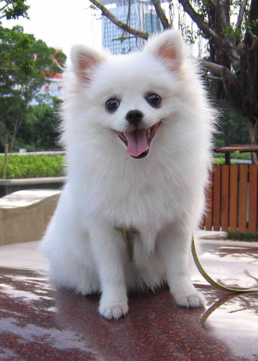 优秀的伴侣,博美犬的特点和习性