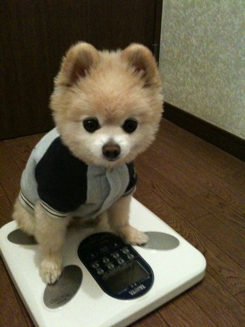 优秀的伴侣,博美犬的特点和习性