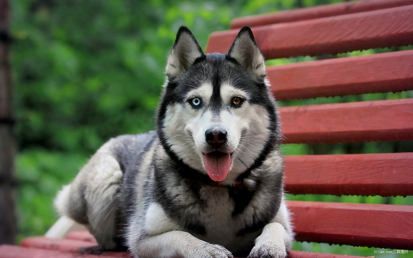 哈士奇二哈图片大全,哈士奇二次元图片