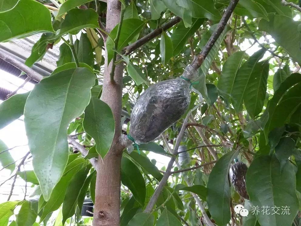 压条法繁殖植物,用压条繁殖的植物