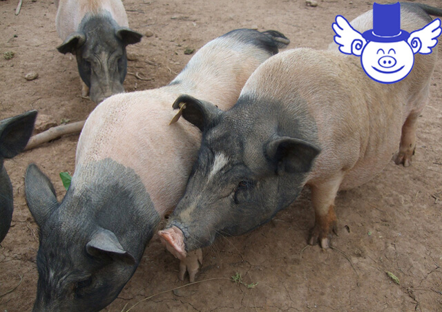 猪中暑治疗最佳方法,猪中暑用什么药物治疗