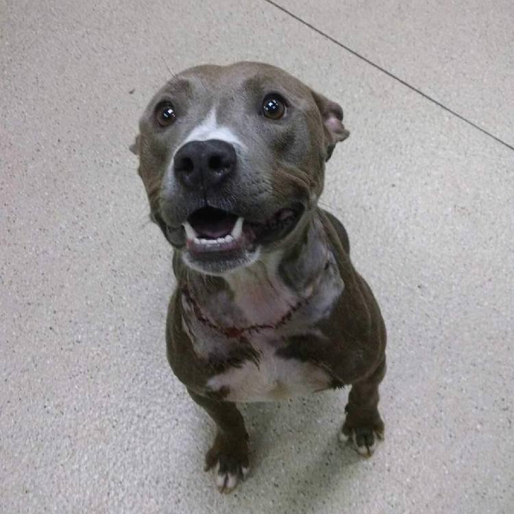 狗狗被蜜蜂蜇了多久会肿起来,狗狗脑袋肿大被主人送医