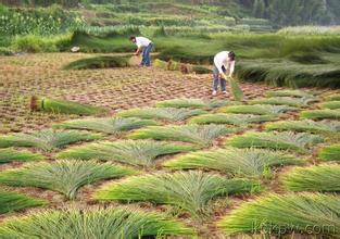 淅川三大宝是什么,淅川龙须草价格