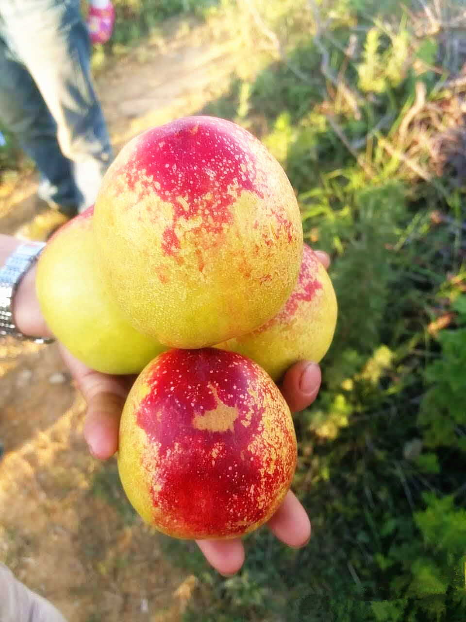 黑暗料理第1集,黑暗料理全集视频