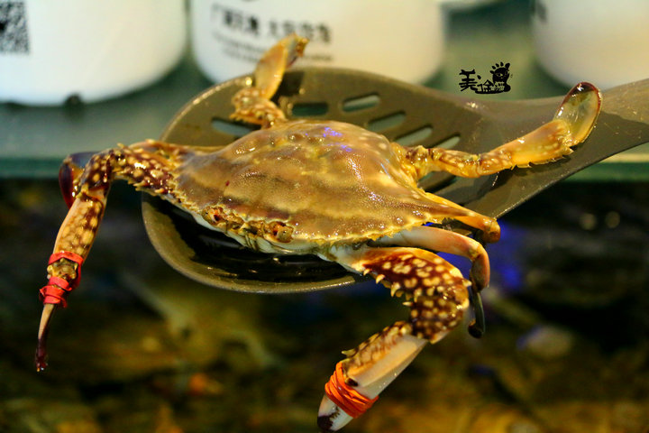 看花样男子去哪里看,深海八百米海鲜自助