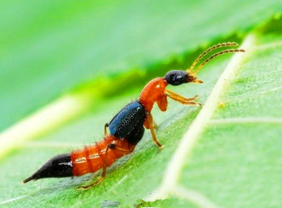 隐翅虫咬后怎么快速恢复,宝宝被隐翅虫咬了怎么办