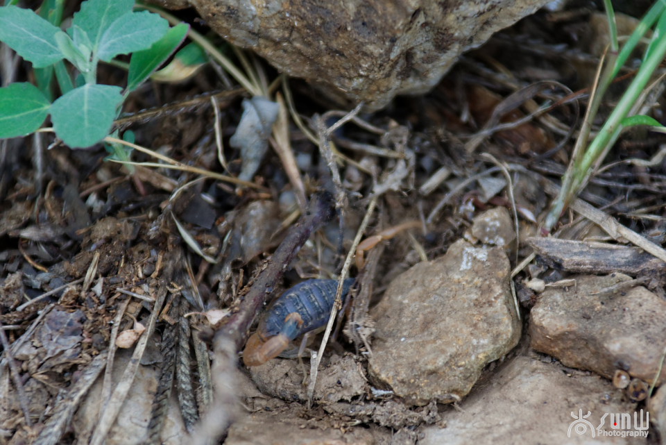 国家保护动物昆虫有哪些,十大保护动物昆虫