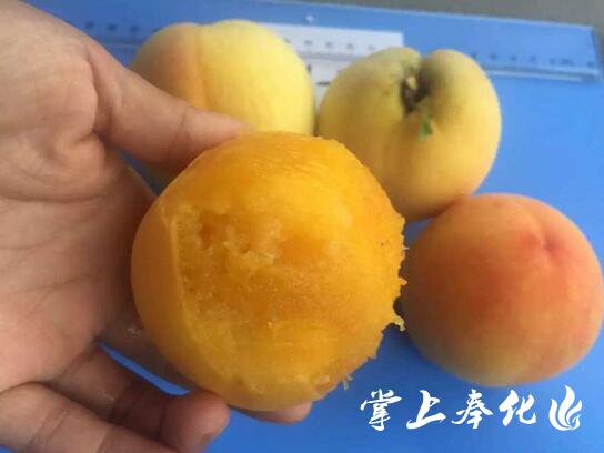奉化黄金蜜露,奉化新鲜水蜜桃