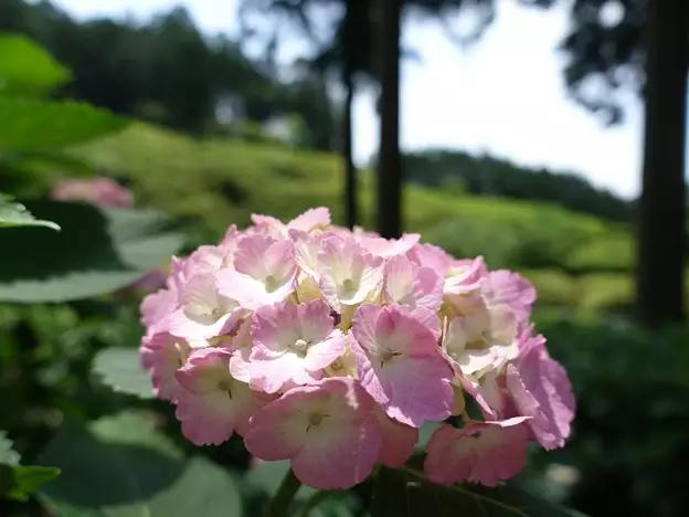 日本姑娘长什么样,想象中的日本是这样的吗