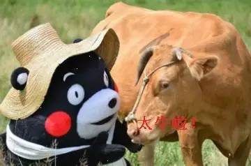 还来自行车？小米那些坑你钱的山寨货还没卖够？