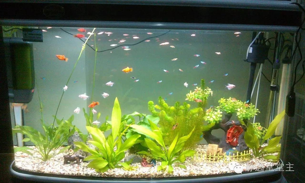 风水鱼得多大的鱼缸好呢,风水鱼该用哪种鱼缸