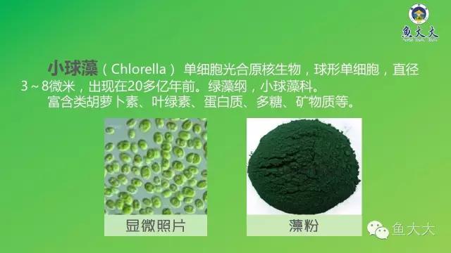 破壁小球藻和螺旋藻有何不同,海洋微藻小球藻螺旋藻