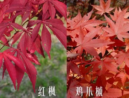 鸡爪槭和红枫长一样么,鸡爪槭和红枫长一样