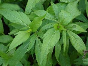 中暑的治疗口诀,老中医中暑了怎么办最快解决方法